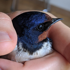 Hirundo rustica