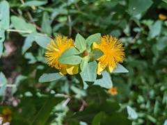 Hypericum frondosum