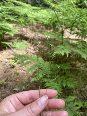 Poa saltuensis