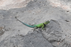 Sceloporus gadsdeni