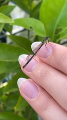 Ischnura elegans