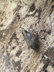 Auchenorrhyncha