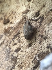 Auchenorrhyncha