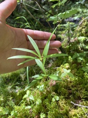 Lilium philadelphicum