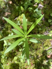 Lilium philadelphicum