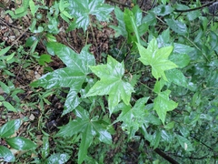 Kalopanax septemlobus