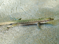 Darevskia parvula