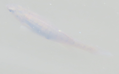 Fundulus heteroclitus
