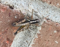 Paraidemona