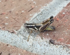 Paraidemona