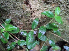 Exallage chrysotricha