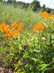 Asclepias tuberosa interior