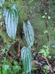 Dioscorea japonica