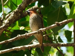 Lonchura punctulata
