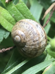 Stylommatophora