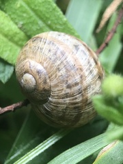 Stylommatophora