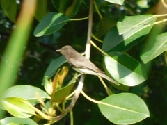 Sayornis nigricans