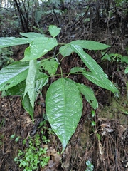 Clerodendrum cyrtophyllum