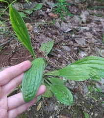 Plantago urvillei