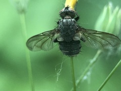Diptera