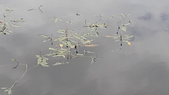 Potamogeton alpinus