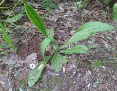 Plantago urvillei