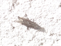 Epiblema minutana
