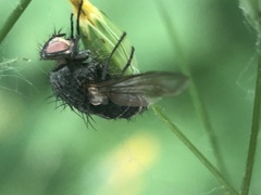 Diptera