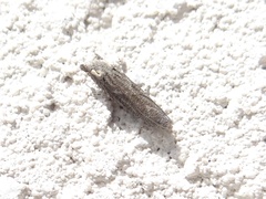 Epiblema minutana