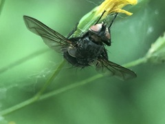 Diptera