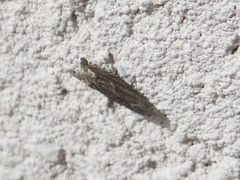 Epiblema minutana
