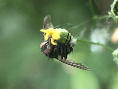 Diptera