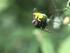 Diptera