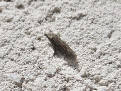 Epiblema minutana