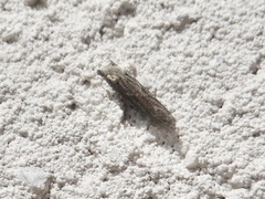 Epiblema minutana