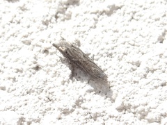 Epiblema minutana