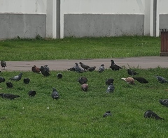 Columba livia domestica