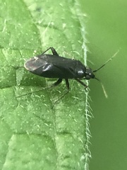 Heteroptera