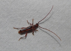 Ossibia fuscata