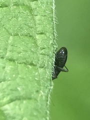 Heteroptera
