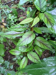 Actinidia lanceolata