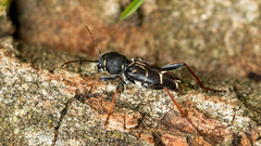 Xylotrechus antilope