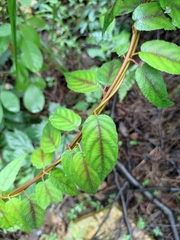 Actinidia lanceolata