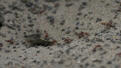 Pogonomyrmex salinus