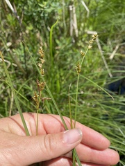 Carex prairea