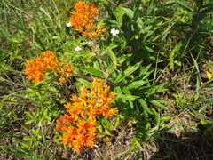 Asclepias tuberosa interior
