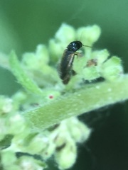 Coleoptera