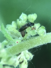 Coleoptera