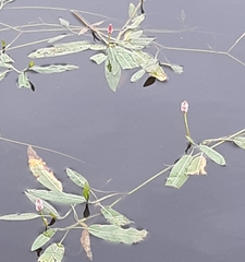 Potamogeton alpinus