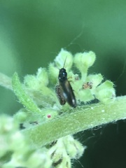 Coleoptera